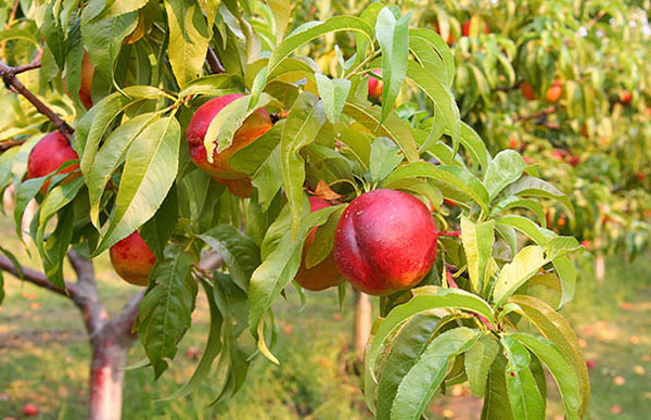 خرید نهال شلیل مغان