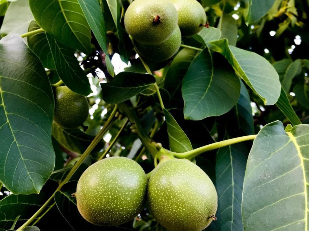 قیمت خرید نهال گردو چندلر