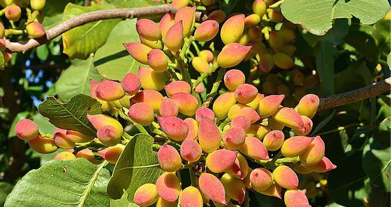 خرید نهال پسته