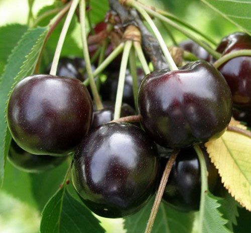 خرید نهال گیلاس 