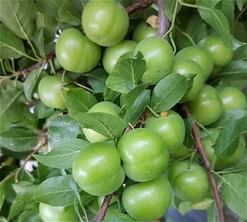 خرید نهال گوجه سبز