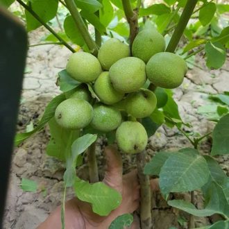 خرید نهال گردو ژنوتیپ برتر