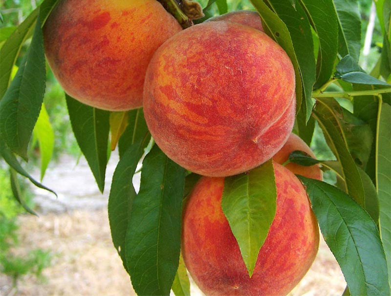 خرید نهال هلو