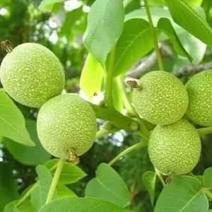 نهال گردو التای ترکیه